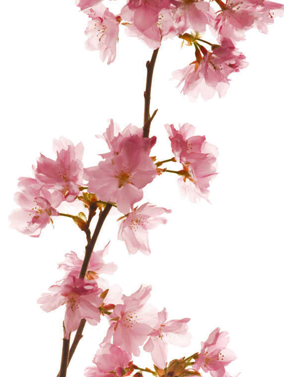 Sakura Branches Bloom Vinyl Car Decal Sticker – Waterproof & UV-Resistant 8.213333333333333"