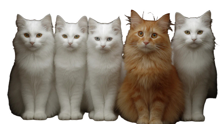 Cats Gathering Vinyl Car Decal Sticker – Waterproof & UV-Resistant 2.72"