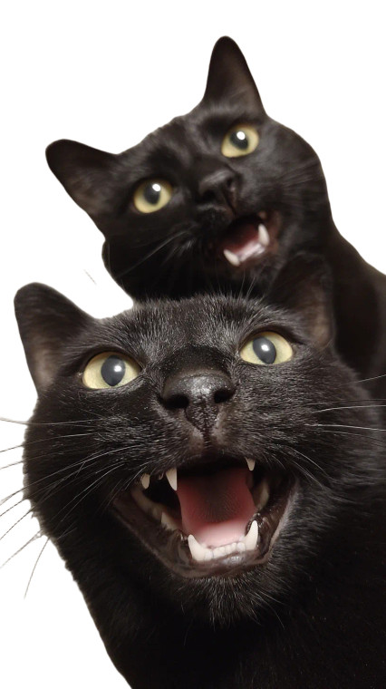 Laughing Black Cats V2 Vinyl Car Decal Sticker – Waterproof & UV-Resistant 9.706666666666667"