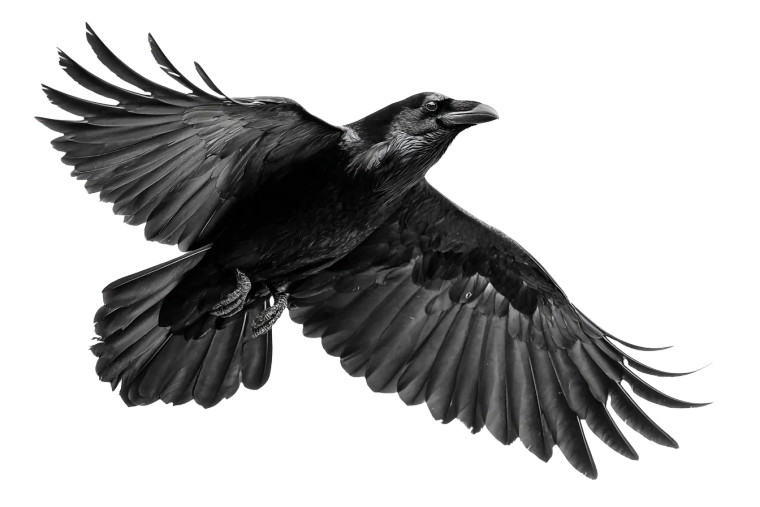 Flying Raven V4 Vinyl Car Decal Sticker – Waterproof & UV-Resistant 2.986666666666667"
