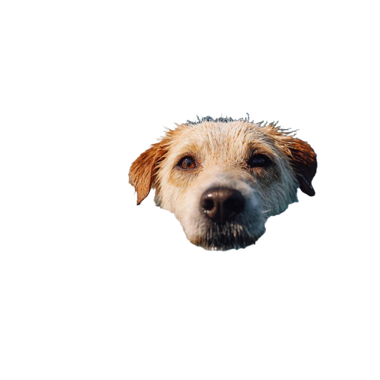 Swimming Teckell Dog Vinyl Car Decal Sticker – Waterproof & UV-Resistant 3.4133333333333336"