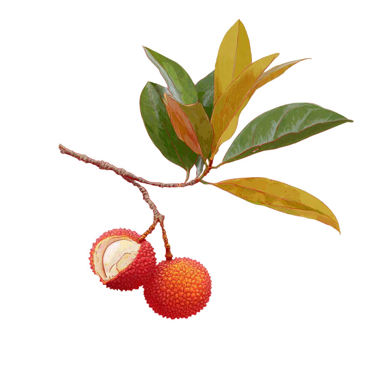 Lychee V2 Vinyl Car Decal Sticker – Waterproof & UV-Resistant 3.4133333333333336"