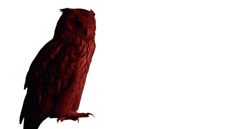 Majestic Night Owl V2 Vinyl Car Decal Sticker – Waterproof & UV-Resistant 5.4
