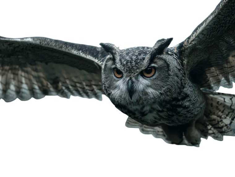 Gothic Horned Owl Vinyl Car Decal Sticker – Waterproof & UV-Resistant 3.0933333333333333"