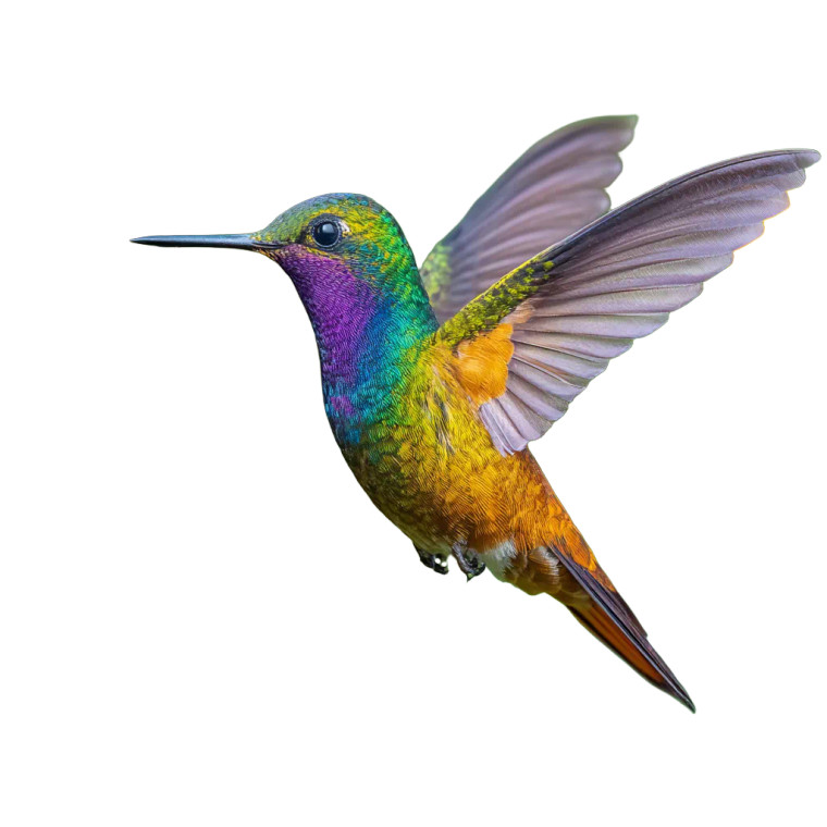Vibrant Hummingbird Hovering V2 Vinyl Car Decal Sticker – Waterproof & UV-Resistant 3.4133333333333336"