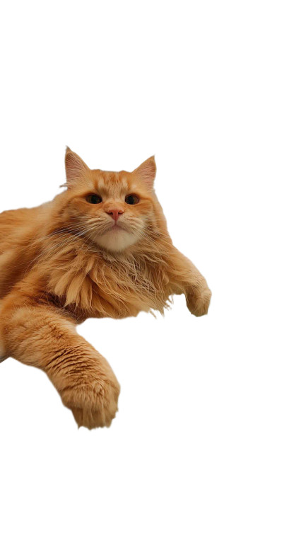 Ginger Cat Lounging V2 Vinyl Car Decal Sticker – Waterproof & UV-Resistant 9.706666666666667"