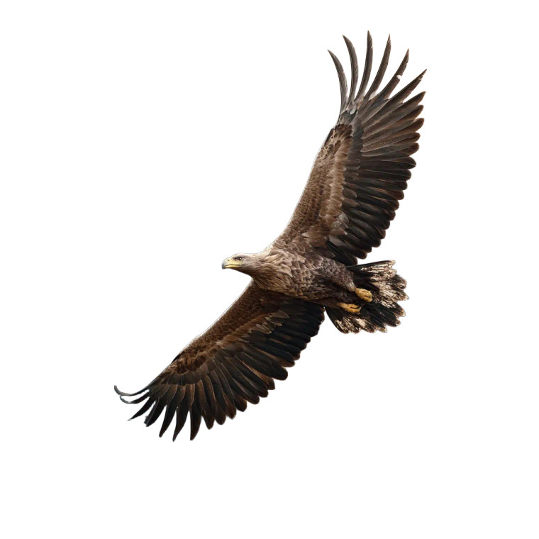 Majestic Eagle V3 Vinyl Car Decal Sticker – Waterproof & UV-Resistant 3.4133333333333336"