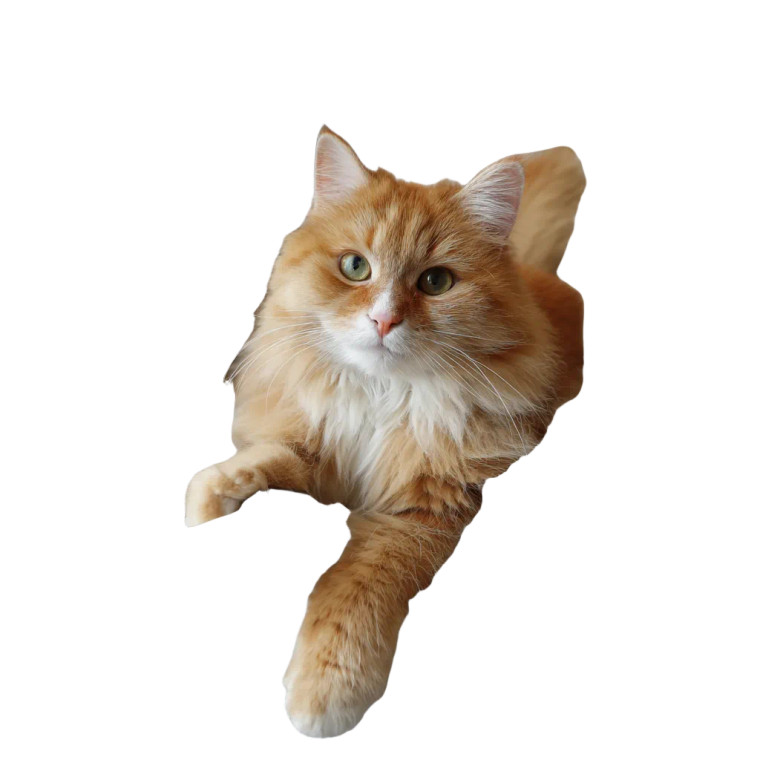 Vlogging Kitten Vinyl Car Decal Sticker – Waterproof & UV-Resistant 6.826666666666667"