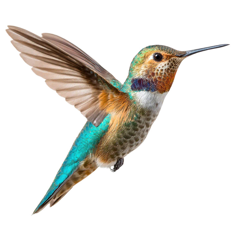 Flying Hummingbird V2 Vinyl Car Decal Sticker – Waterproof & UV-Resistant 3.4133333333333336" Flying Hummingbird V2 Vinyl Car Decal Sticker – Waterproof & UV-Resistant 3.4133333333333336"