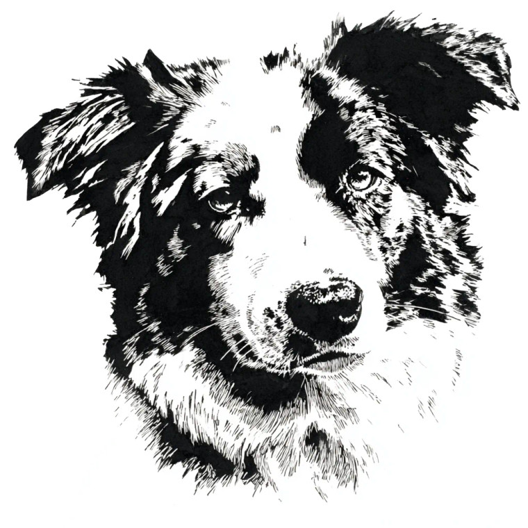 Fierce Aussie Shepherd Vinyl Car Decal Sticker – Waterproof & UV-Resistant 3.4133333333333336"