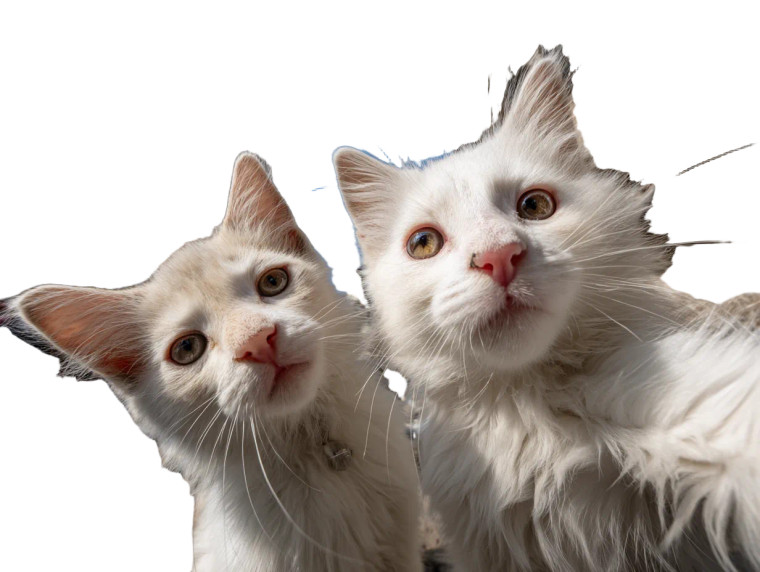 Fluffy Kittens Selfie Vinyl Car Decal Sticker – Waterproof & UV-Resistant 6.1866666666666665"