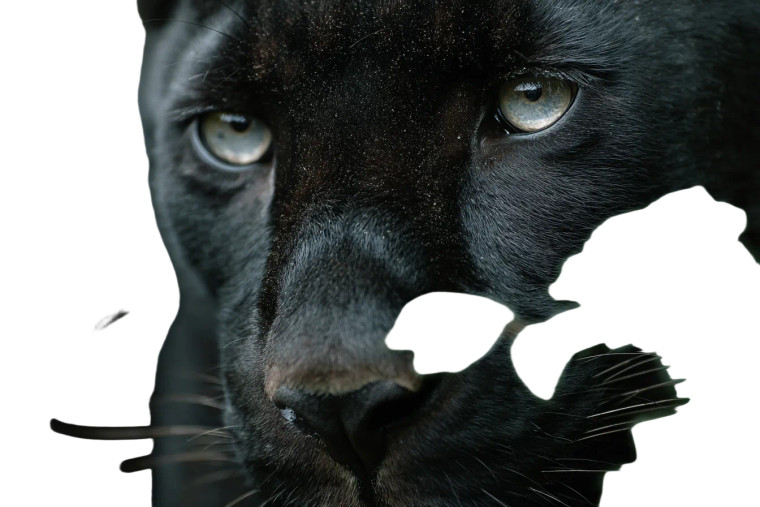 Black Puma Vinyl Car Decal Sticker – Waterproof & UV-Resistant 5.97333333333333