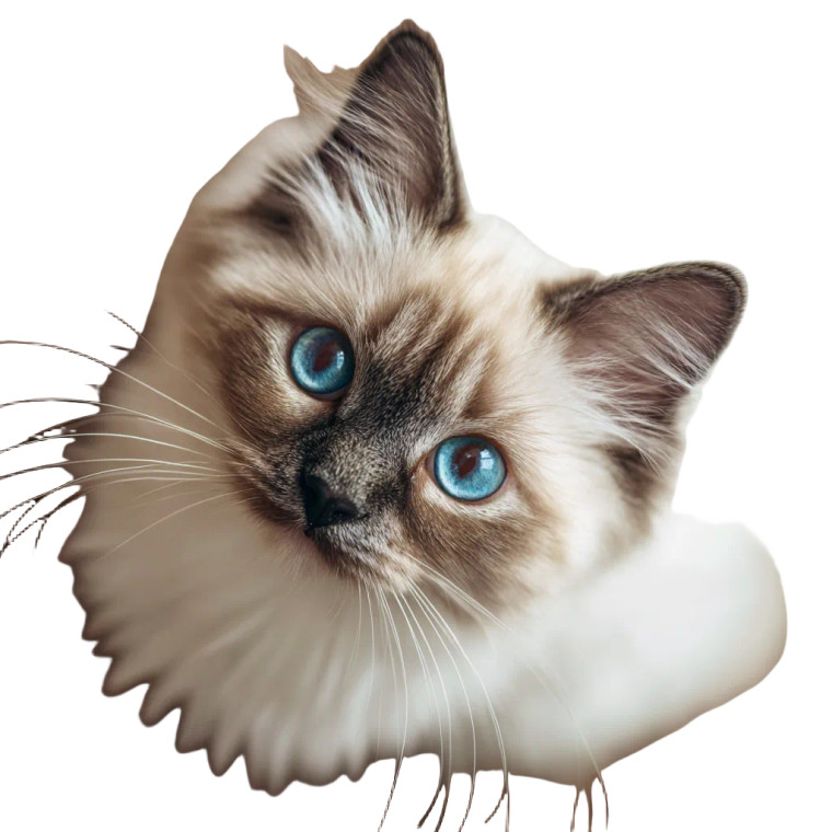 Adorable Cat Vinyl Car Decal Sticker – Waterproof & UV-Resistant 3.4133333333333336"