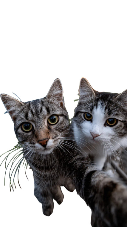 Cats Taking Selfie V31 Vinyl Car Decal Sticker – Waterproof & UV-Resistant 9.706666666666667"