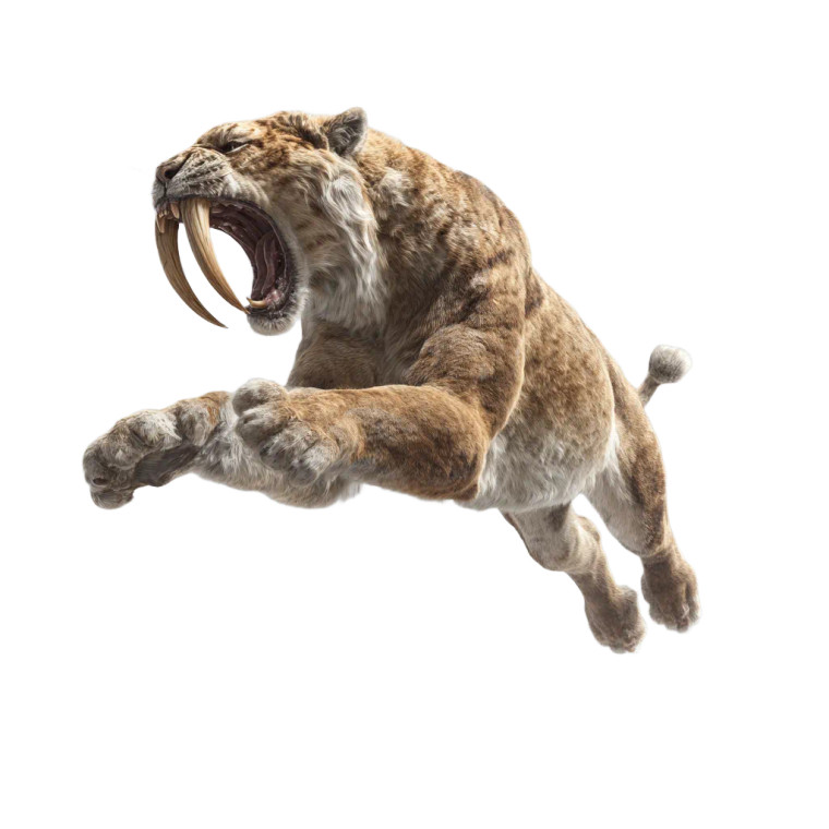 Sabertooth Tiger Jump Vinyl Car Decal Sticker – Waterproof & UV-Resistant 3.4133333333333336"