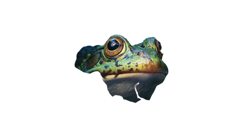 Fantasy Frog Portrait Vinyl Car Decal Sticker – Waterproof & UV-Resistant 2.72"