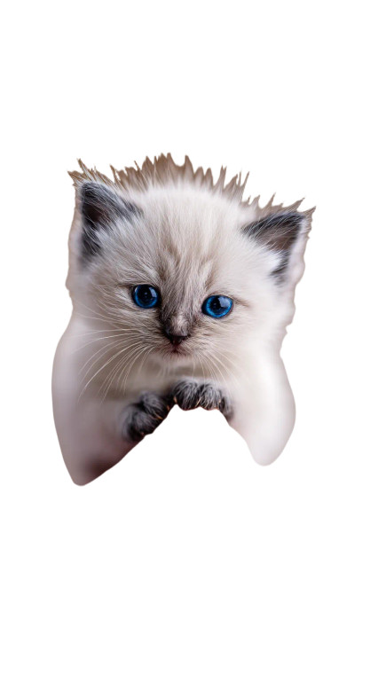 Tiny Ragdoll Kitten Vinyl Car Decal Sticker – Waterproof & UV-Resistant 4.8533333333333335"