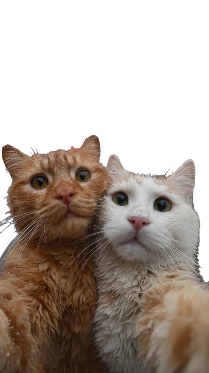 Cats Taking Selfie V27 Vinyl Car Decal Sticker – Waterproof & UV-Resistant 9.706666666666667"