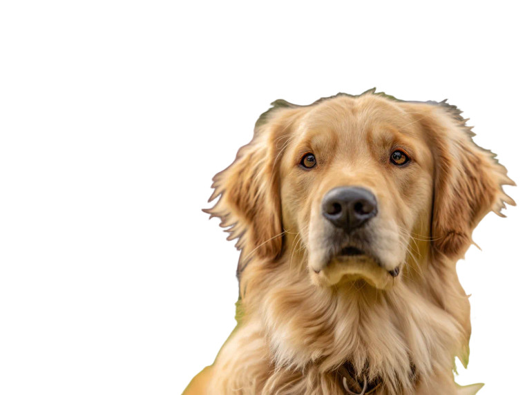 Golden Retriever V12 Vinyl Car Decal Sticker – Waterproof & UV-Resistant 6.1866666666666665"