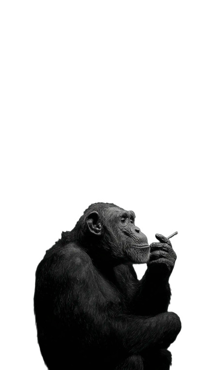 Smoking Chimpanzee Portrait Vinyl Car Decal Sticker – Waterproof & UV-Resistant 9.706666666666667"