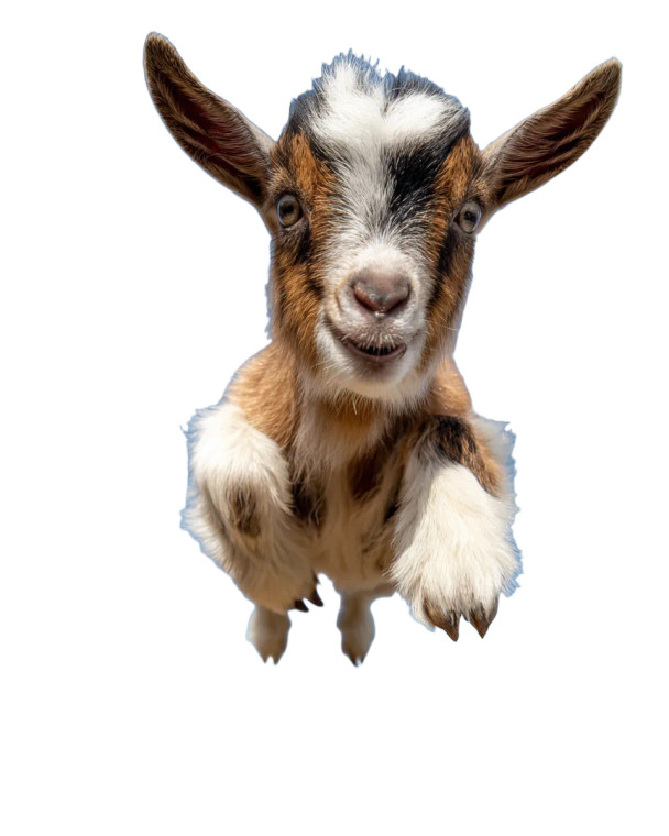 Excited Jumping Goat Vinyl Car Decal Sticker – Waterproof & UV-Resistant 8.0"