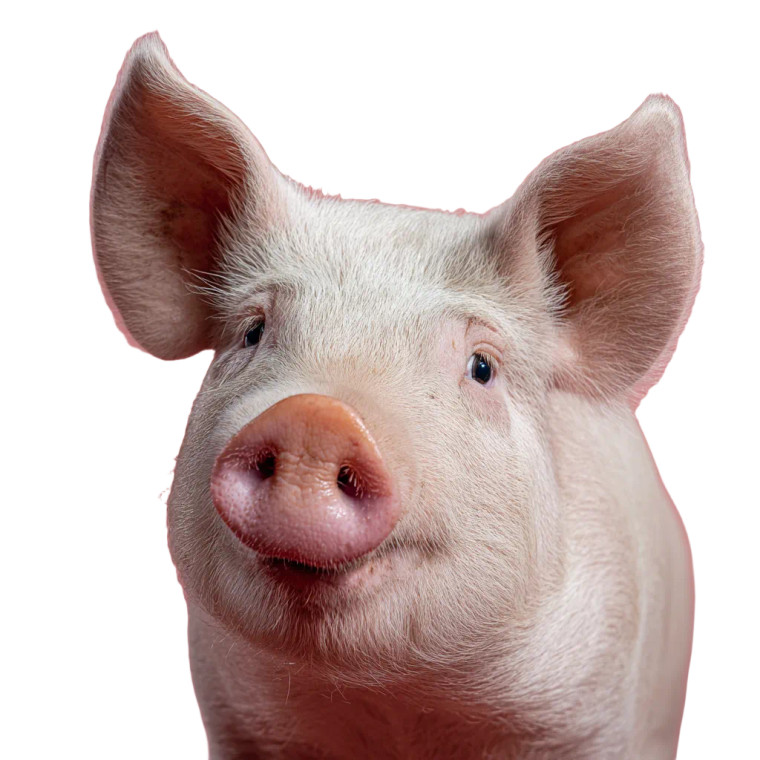 Pig V18 Vinyl Car Decal Sticker – Waterproof & UV-Resistant 3.4133333333333336"