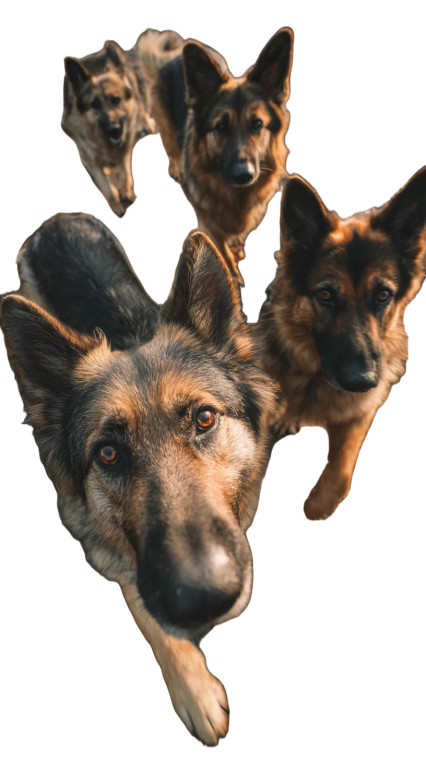 Playing German Shepherds Vinyl Car Decal Sticker – Waterproof & UV-Resistant 4.8533333333333335"
