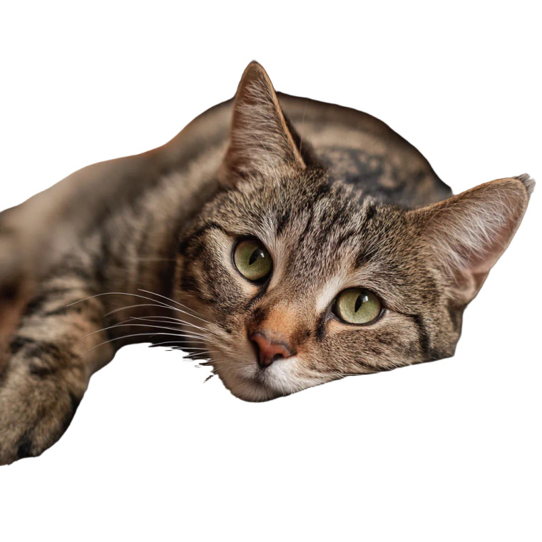 Relaxed Tabby Cat Vinyl Car Decal Sticker – Waterproof & UV-Resistant 6.826666666666667"
