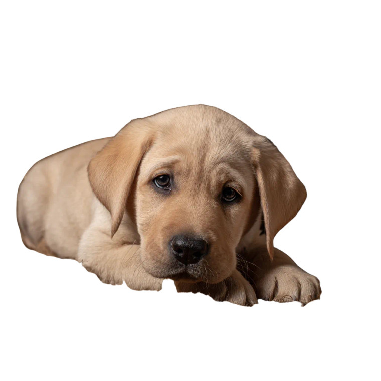 Sad Labrador Puppy V2 Vinyl Car Decal Sticker – Waterproof & UV-Resistant 3.4133333333333336"