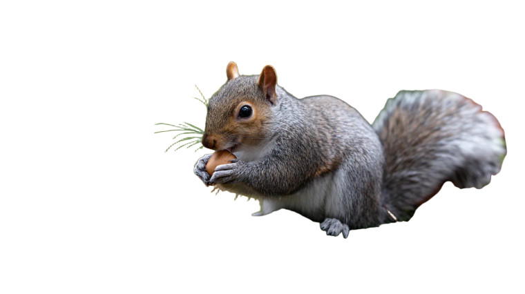 Squirrel Eating Nut Vinyl Car Decal Sticker – Waterproof & UV-Resistant 2.72"