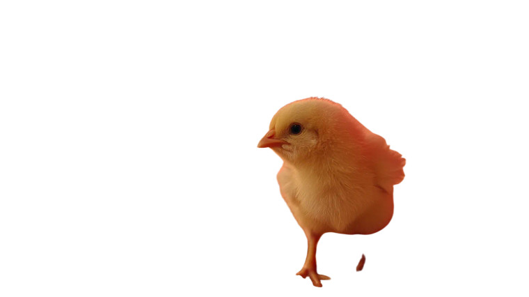 Curious Chick Peeking Vinyl Car Decal Sticker – Waterproof & UV-Resistant 5.4