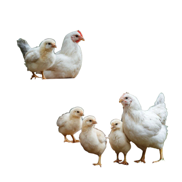 Hen And Chicks Vinyl Car Decal Sticker – Waterproof & UV-Resistant 6.826666666666667"
