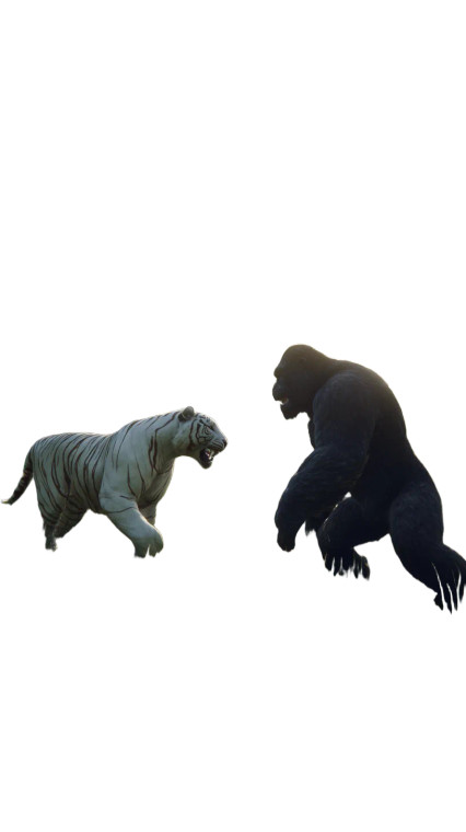 Tiger Vs Gorilla Vinyl Car Decal Sticker – Waterproof & UV-Resistant 9.706666666666667"