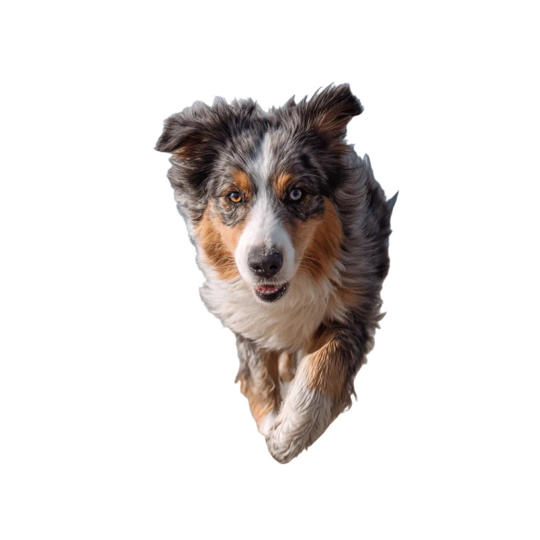 Running Australian Sheppard Vinyl Car Decal Sticker – Waterproof & UV-Resistant 3.4133333333333336"