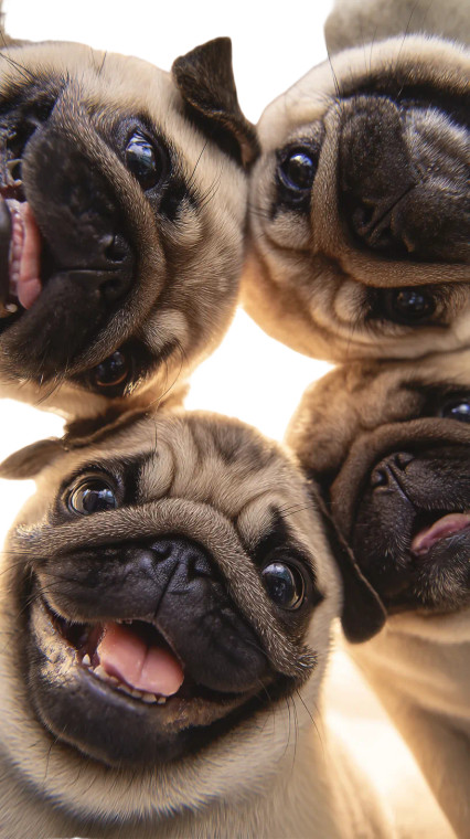 Smiling Chubby Pugs V2 Vinyl Car Decal Sticker – Waterproof & UV-Resistant 9.706666666666667"