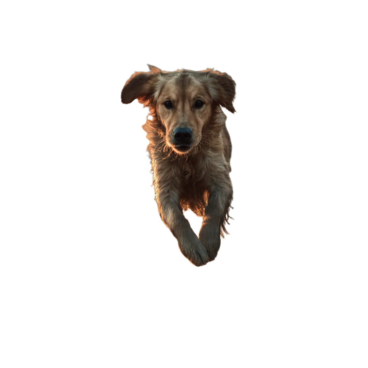 Running Dog V9 Vinyl Car Decal Sticker – Waterproof & UV-Resistant 3.4133333333333336"