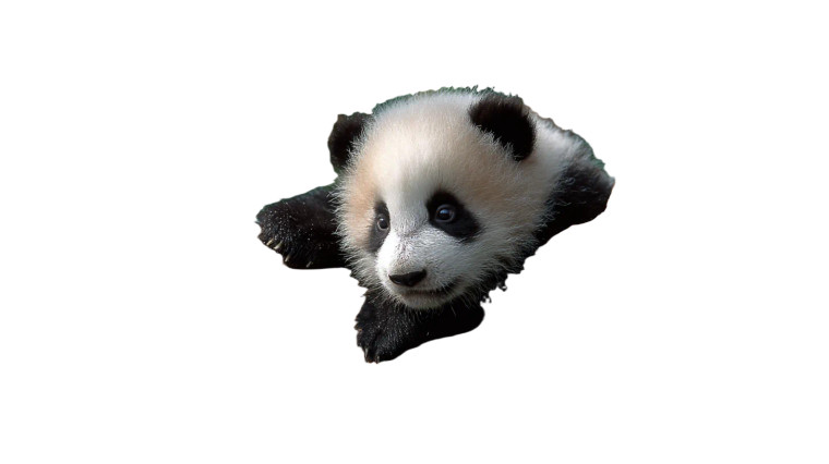 Baby Panda Playing V2 Vinyl Car Decal Sticker – Waterproof & UV-Resistant 2.72"