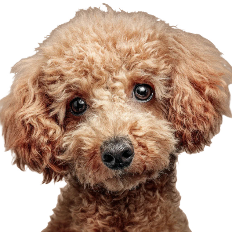 Curly Poodle Head Vinyl Car Decal Sticker – Waterproof & UV-Resistant 3.4133333333333336"