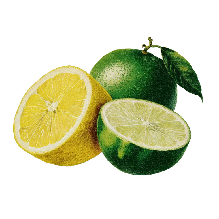 Vintage Citrus Study Vinyl Car Decal Sticker – Waterproof & UV-Resistant 3.4133333333333336"