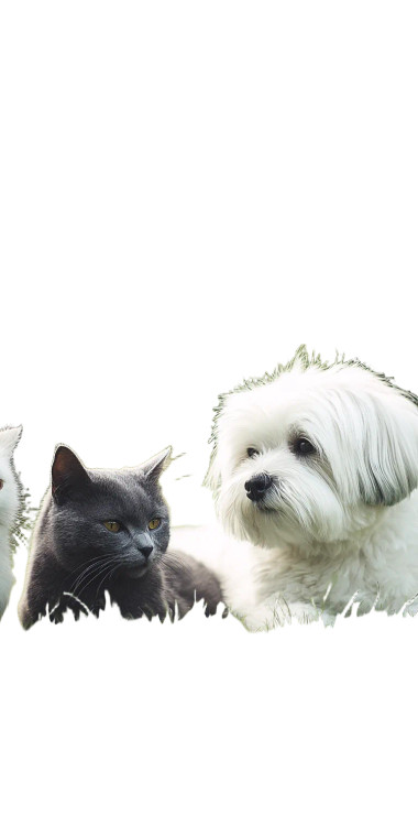 Pets Playing V2 Vinyl Car Decal Sticker – Waterproof & UV-Resistant 10.2