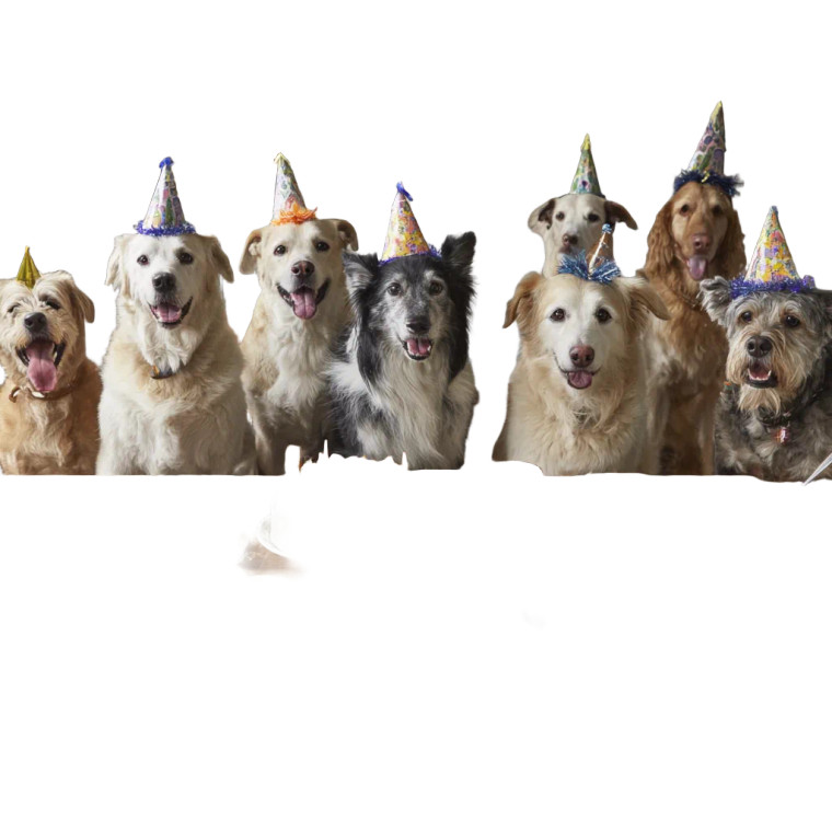 Dog Birthday Party Vinyl Car Decal Sticker – Waterproof & UV-Resistant 3.4133333333333336"