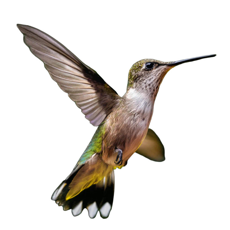 Hummingbird In Nature Vinyl Car Decal Sticker – Waterproof & UV-Resistant 6.826666666666667"