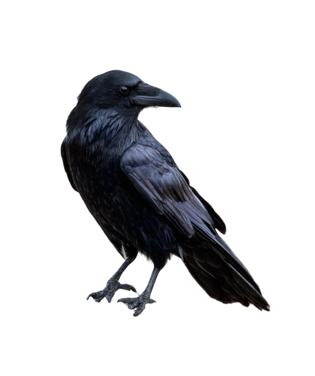 American Crow Vinyl Car Decal Sticker – Waterproof & UV-Resistant 4.0"