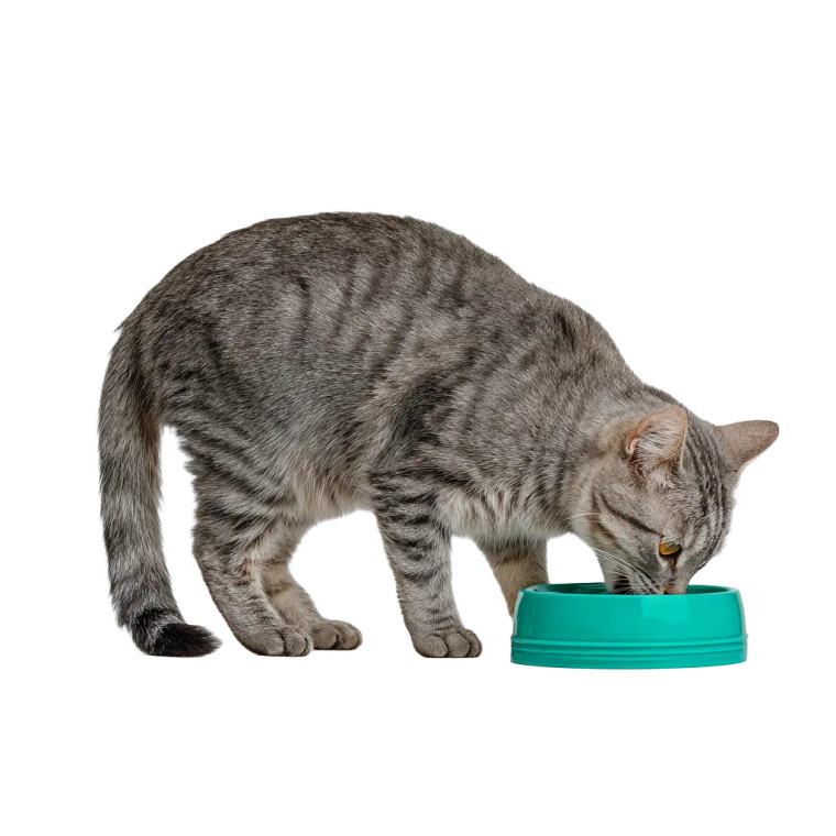 Grey Tabby Eating Vinyl Car Decal Sticker – Waterproof & UV-Resistant 6.826666666666667"