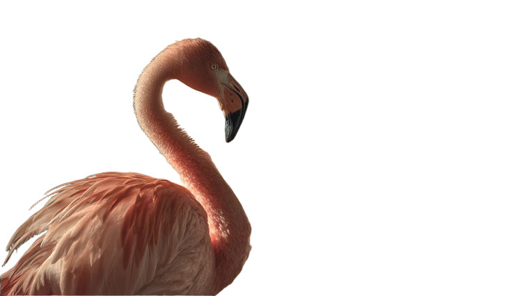 Flamingo Admiring Mirror Vinyl Car Decal Sticker – Waterproof & UV-Resistant 5.4