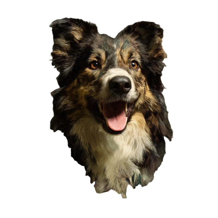 Border Collie Portrait V5 Vinyl Car Decal Sticker – Waterproof & UV-Resistant 6.826666666666667"