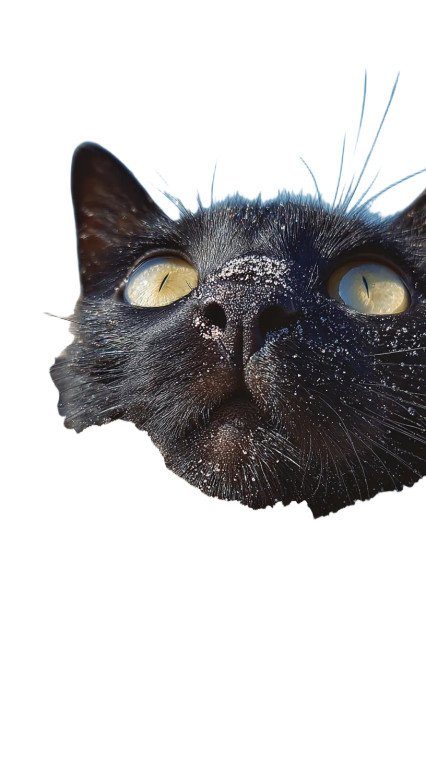 Sunlit Beach Cat Vinyl Car Decal Sticker – Waterproof & UV-Resistant 4.8533333333333335"