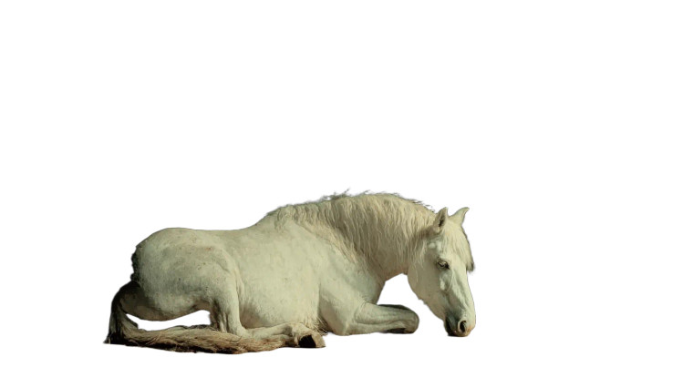 Dead Horse Scene Vinyl Car Decal Sticker – Waterproof & UV-Resistant 5.4