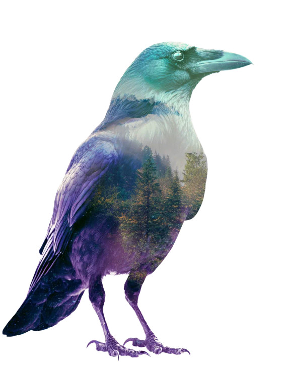 Double Exposure Crow Vinyl Car Decal Sticker – Waterproof & UV-Resistant 8.213333333333333"