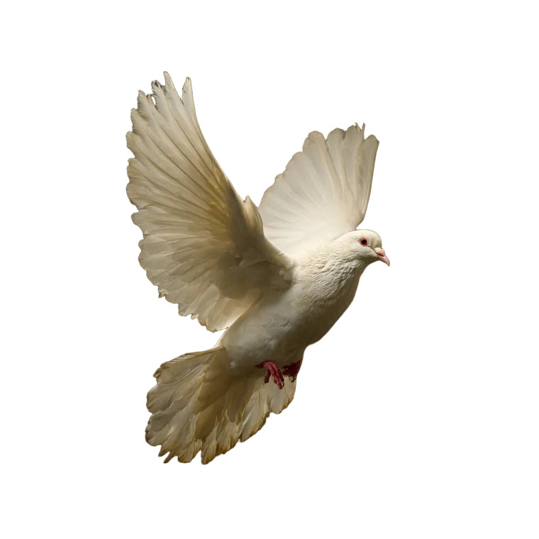 Peace Dove V2 Vinyl Car Decal Sticker – Waterproof & UV-Resistant 3.4133333333333336"